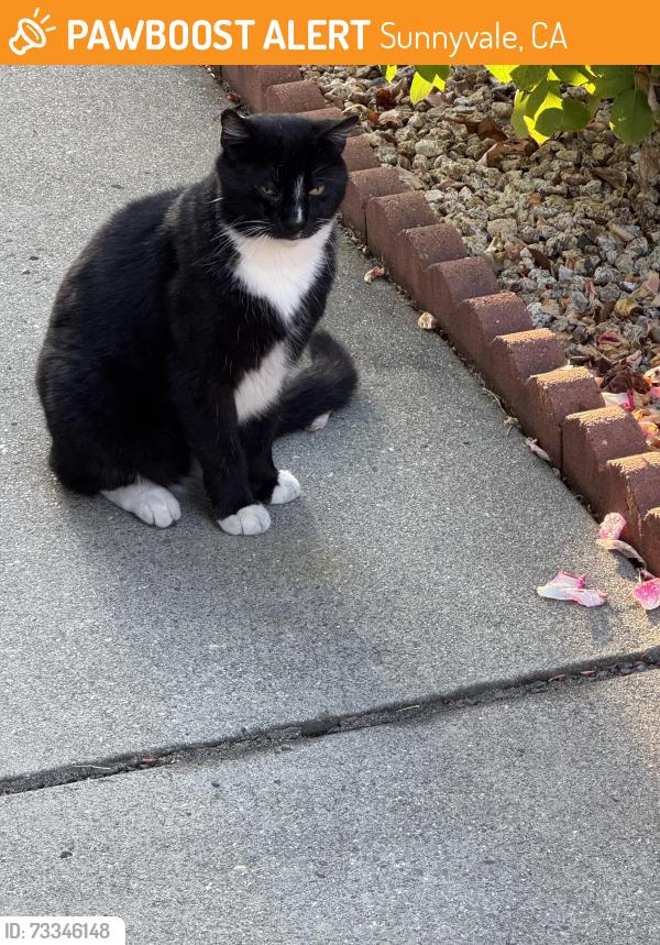 Found/Stray Male Cat last seen Serra Park (Nisqually Drive), Sunnyvale, CA 94087