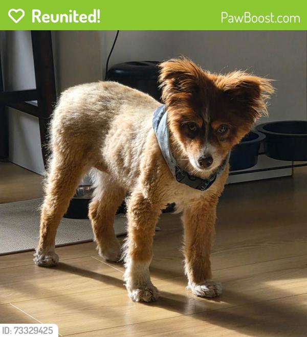 Reunited Female Dog last seen Near south 5160 west, kearns, Kearns, UT 84118