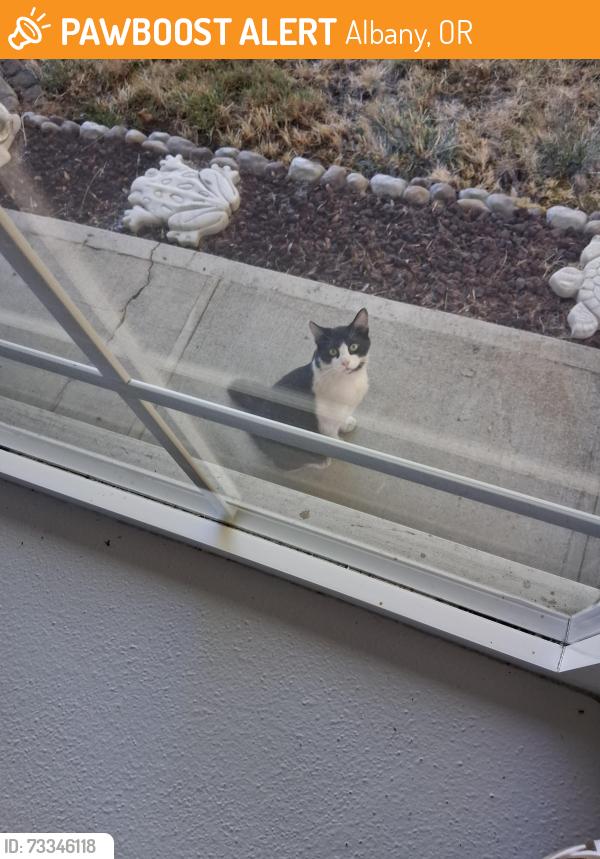 Found/Stray Unknown Cat last seen Toward end of pine lane se off of geary, Albany, OR 97322