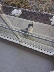 Found/Stray Unknown Cat last seen Toward end of pine lane se off of geary, Albany, OR 97322