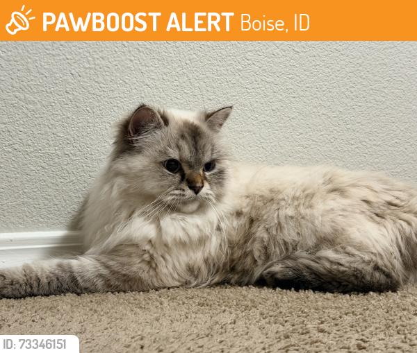 Found/Stray Female Cat last seen W Lilywood dr. Boise 83709, Boise, ID 83709