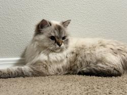 Found/Stray Female Cat last seen W Lilywood dr. Boise 83709, Boise, ID 83709