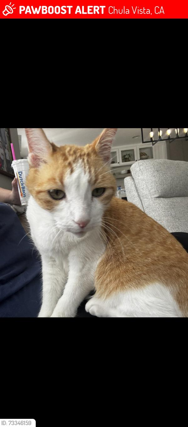 Lost Male Cat last seen Telegraph Canyon, Chula Vista, CA 91910