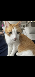 Lost Male Cat last seen Telegraph Canyon, Chula Vista, CA 91910