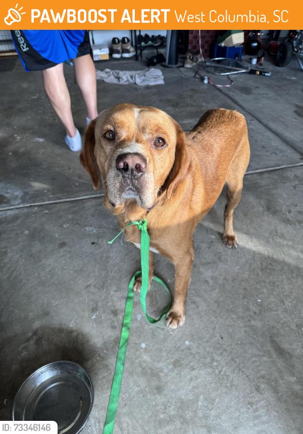 Found/Stray Unknown Dog last seen Columbia Airport, West Columbia, SC 29170