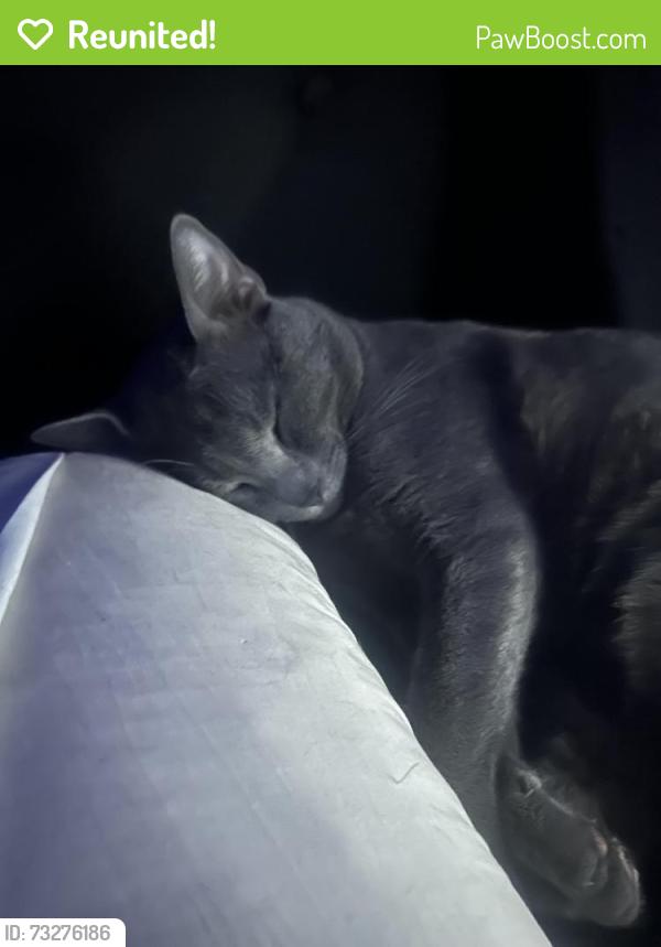 Reunited Male Cat last seen san gabriel elementary school, Santa Rita Ranch, TX 78628