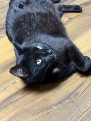 Lost Female Cat last seen Elkader & Shakertown, Nashville, TN 37013