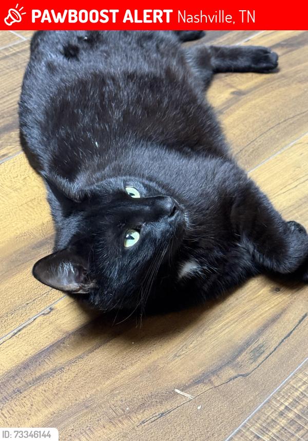 Lost Female Cat last seen Elkader & Shakertown, Nashville, TN 37013