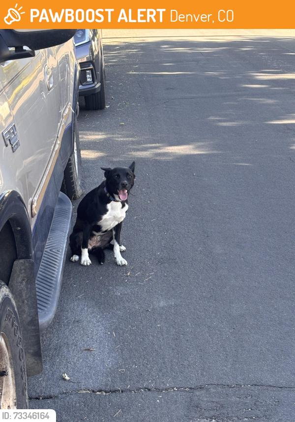 Found/Stray Female Dog last seen 13th avenue and verbena st, Denver, CO 80220