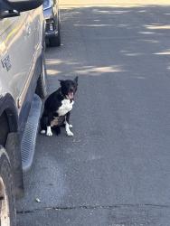 Found/Stray Female Dog last seen 13th avenue and verbena st, Denver, CO 80220