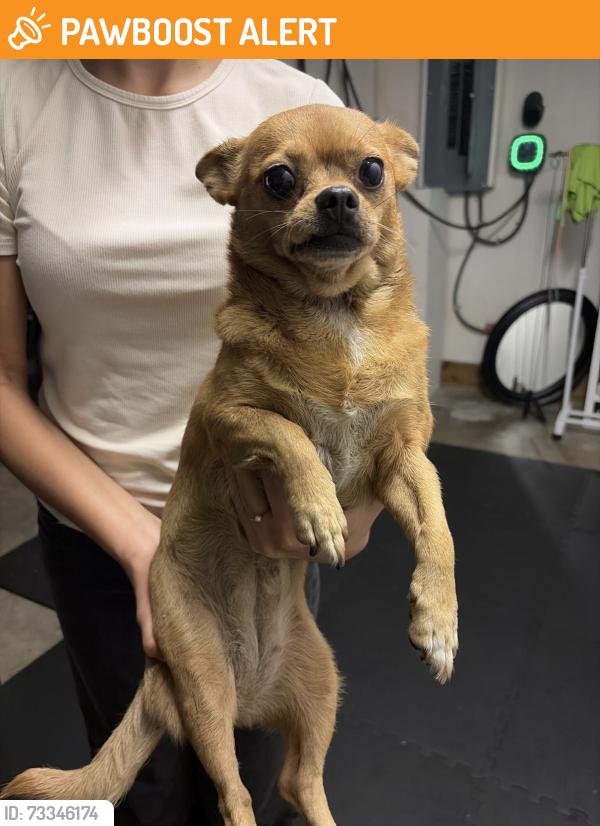 Found/Stray Female Dog last seen Skees rd, West Palm Beach, FL 33411