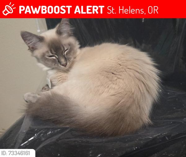 Lost Female Cat last seen 8th street, St. Helens, OR 97051