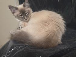 Lost Female Cat last seen 8th street, St. Helens, OR 97051