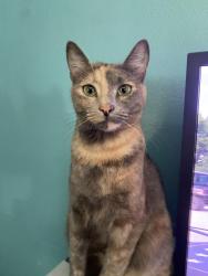 Lost Female Cat last seen 35th Cir Se Rio Rancho, Rio Rancho, NM 87124
