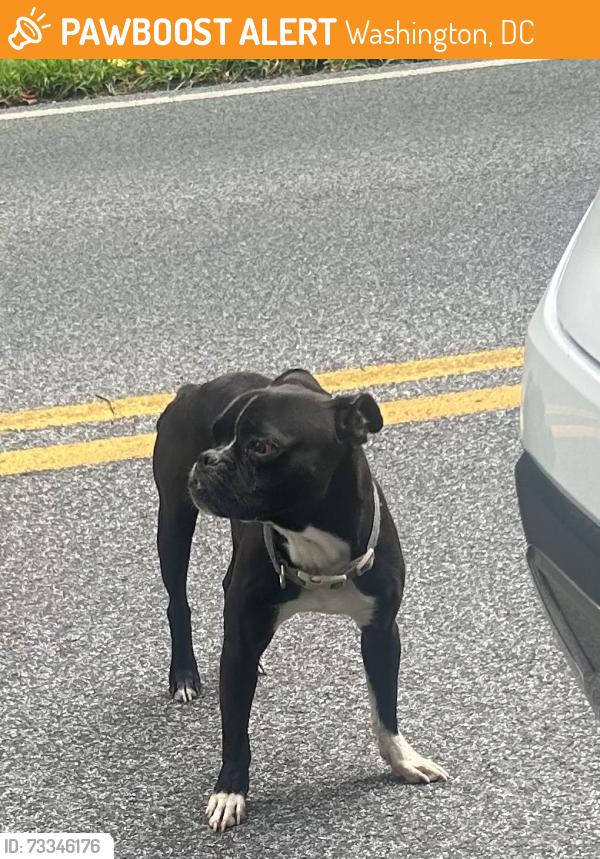 Found/Stray Male Dog last seen Halfway between amphitheater and Ft Davis Dr., Washington, DC 20019