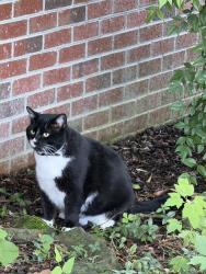 Lost Male Cat last seen Bailey rd / Paint Rock Ferry Rd, Kingston, TN 37763