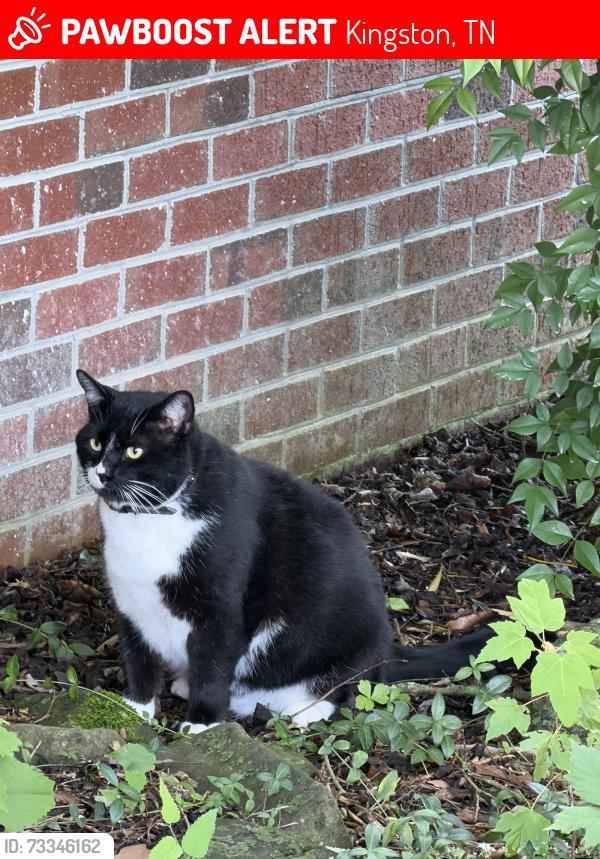 Lost Male Cat last seen Bailey rd / Paint Rock Ferry Rd, Kingston, TN 37763