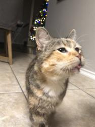 Lost Female Cat last seen County road 6816, Natalia, Tx, Medina County, TX 78059