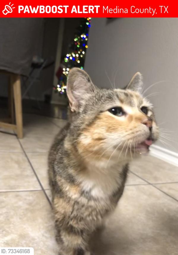 Lost Female Cat last seen County road 6816, Natalia, Tx, Medina County, TX 78059