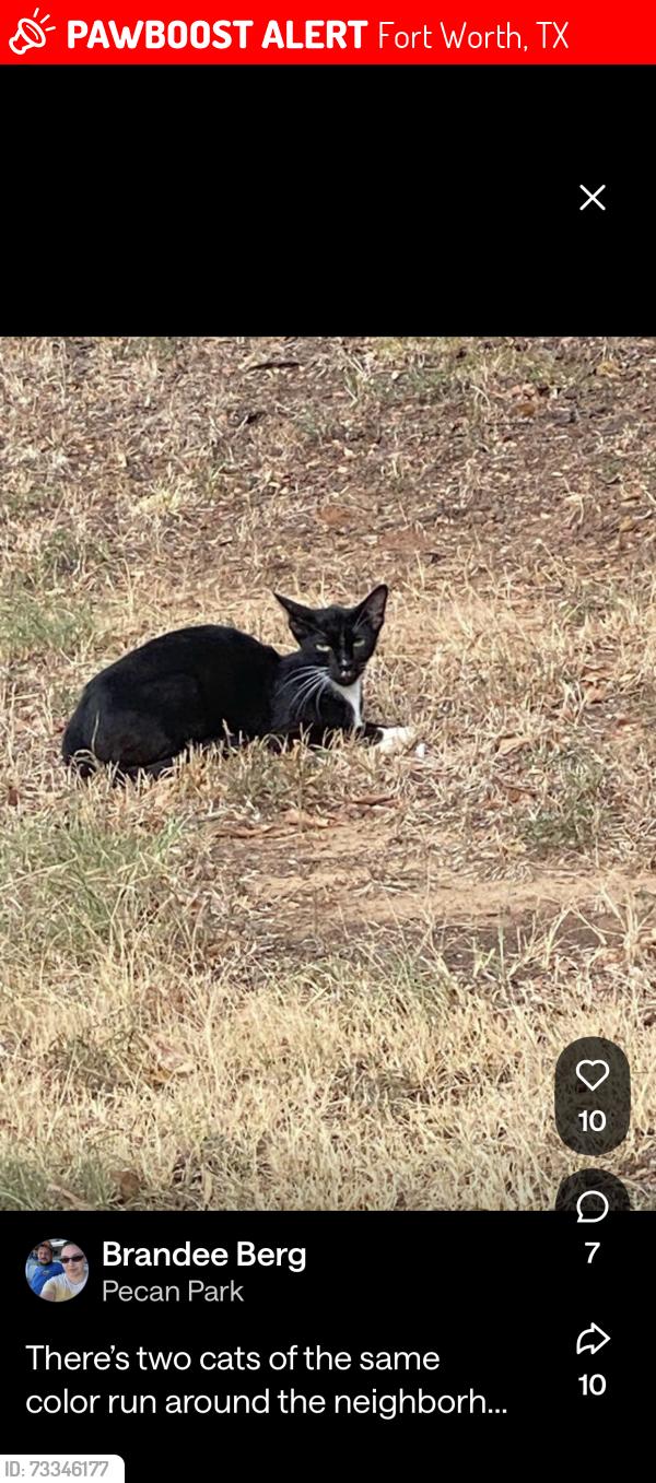 Lost Unknown Cat last seen Highland circle, Fort Worth, TX 76117