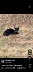 Lost Unknown Cat last seen Highland circle, Fort Worth, TX 76117