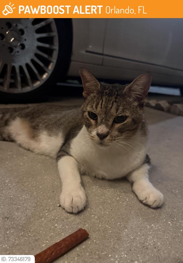 Found/Stray Unknown Cat last seen Spriuce, Orlando, FL 32804