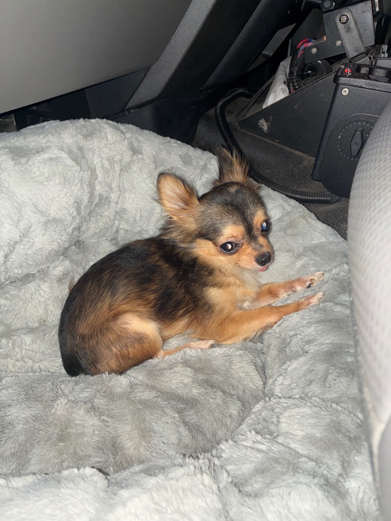 Shelter Stray Male Dog last seen Bexar County, 3353 Morningside Dr, New Braunfels, TX 78132, USA