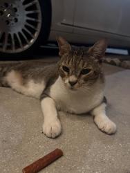 Found/Stray Unknown Cat last seen Spriuce, Orlando, FL 32804
