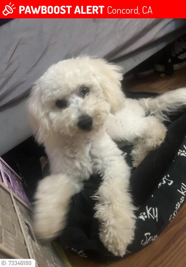 Lost Male Dog last seen BART, Concord, CA 94518