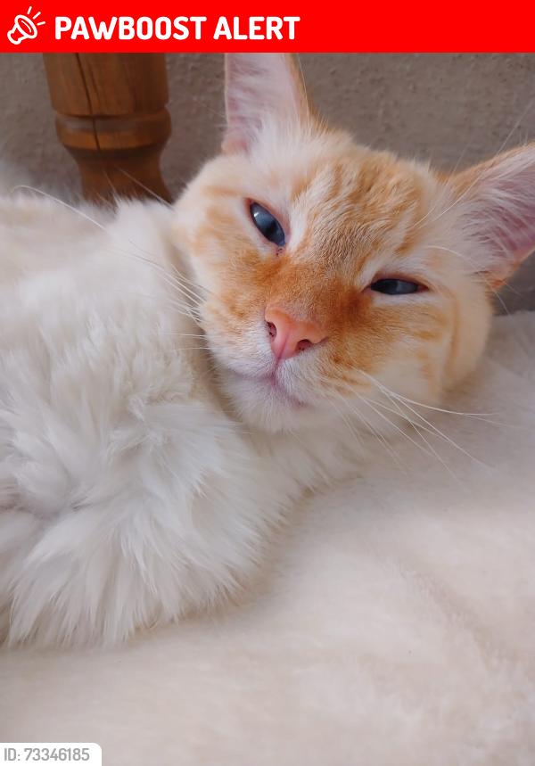 Lost Male Cat last seen Benito Juárez, Heroica Puebla de Zaragoza, Pue. 