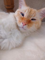Lost Male Cat last seen Benito Juárez, Heroica Puebla de Zaragoza, Pue. 