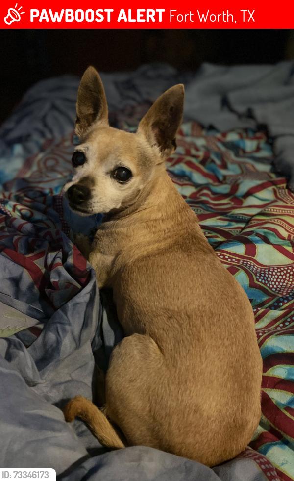 Lost Female Dog last seen Barnett St, Fort Worth, TX 76103