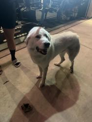Reunited Male Dog last seen Sacramento St, Lathrop, CA 95330, USA, Lathrop, CA 95330