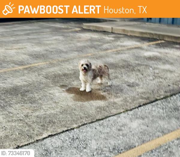Found/Stray Female Dog last seen Tidwell, Houston, TX 77093