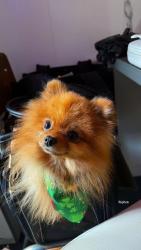 Found/Stray Female Dog last seen Highland ave, Oak Park, IL 60303