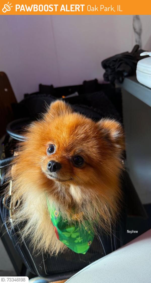 Found/Stray Female Dog last seen Highland ave, Oak Park, IL 60303