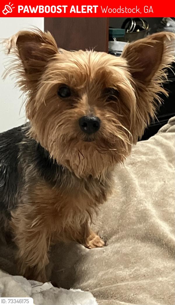 Lost Female Dog last seen Mount Vernon Dr & Towne Lake Hills South, Woodstock, GA 30189