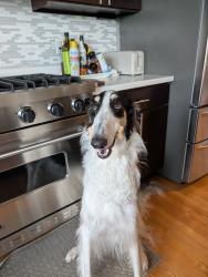 Reunited Male Dog last seen Vista Pl and 12 ave n, Edmonds, WA 98020