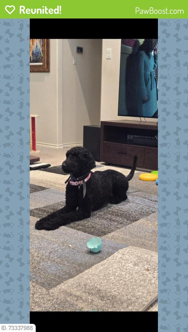 Reunited Female Dog last seen Holland and national, Mansfield, TX 76063