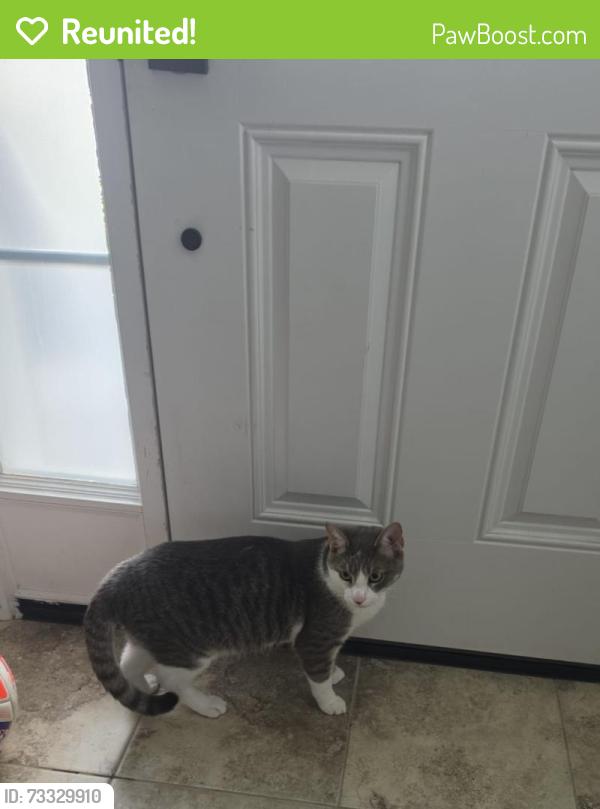 Reunited Male Cat last seen River mist, Ottawa, ON K2C 3H2