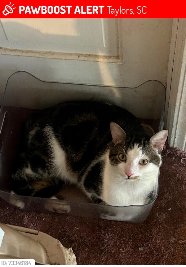 Lost Male Cat last seen Near Cunningham circle Taylor’s sc, Taylors, SC 29687