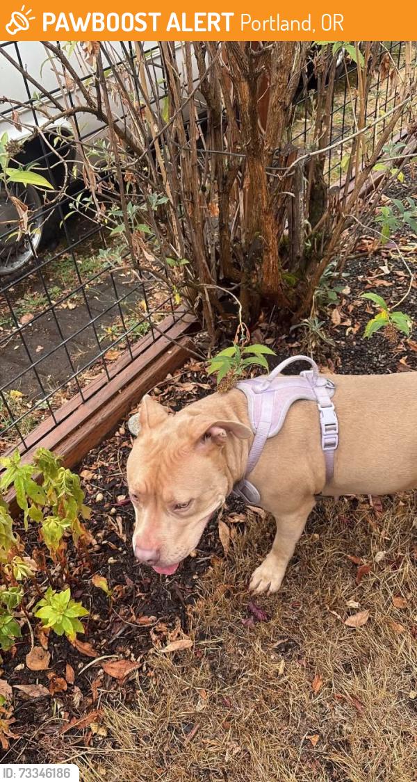 Found/Stray Female Dog last seen Ellis St across from McDonald’s, Portland, OR 97206