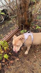 Found/Stray Female Dog last seen Ellis St across from McDonald’s, Portland, OR 97206