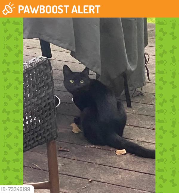 Found/Stray Unknown Cat last seen Canary Trail, Gwinnett County, GA 30096