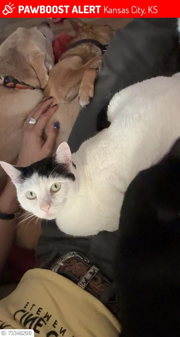 Lost Female Cat last seen 7th Street, Kansas City, KS 66101