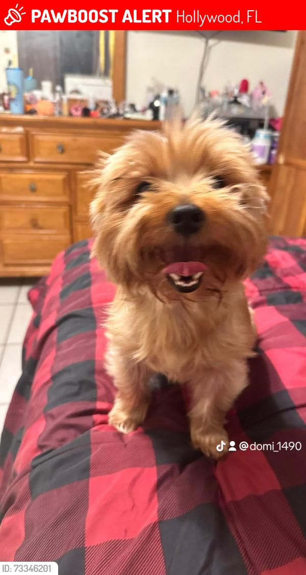 Lost Female Dog last seen Near av and Johnson st, Hollywood, FL 33024