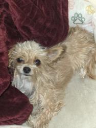 Reunited Female Dog last seen Bruce and Bonanza, North Las Vegas, NV 89032