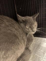 Shelter Stray Unknown Cat last seen , 14409 Vanowen St, Van Nuys, CA 91405, USA