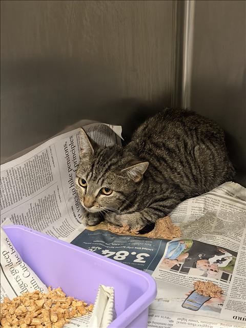 Shelter Stray Unknown Cat last seen , 14409 Vanowen St, Van Nuys, CA 91405, USA