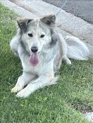 Shelter Stray Male Dog last seen , 14409 Vanowen St, Van Nuys, CA 91405, USA